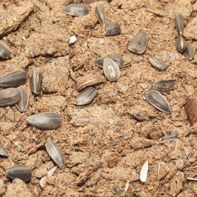 Ayçiçeği Küspesi 28 Protein