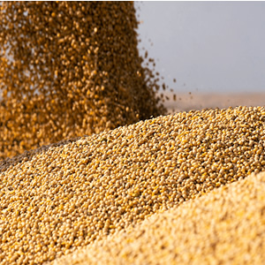 Full Fat (Tam Yağlı Soya)